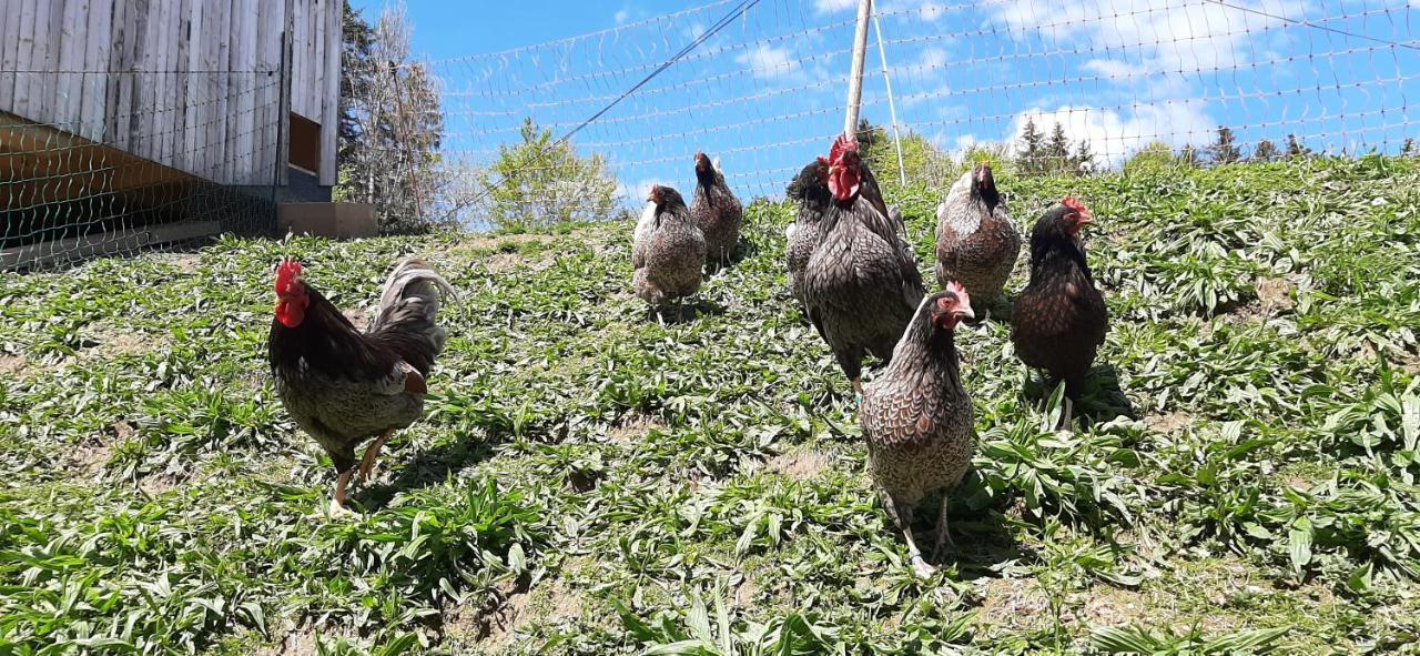 Ferienwohnung Schoenenbuehl Hittisau Bagian luar foto