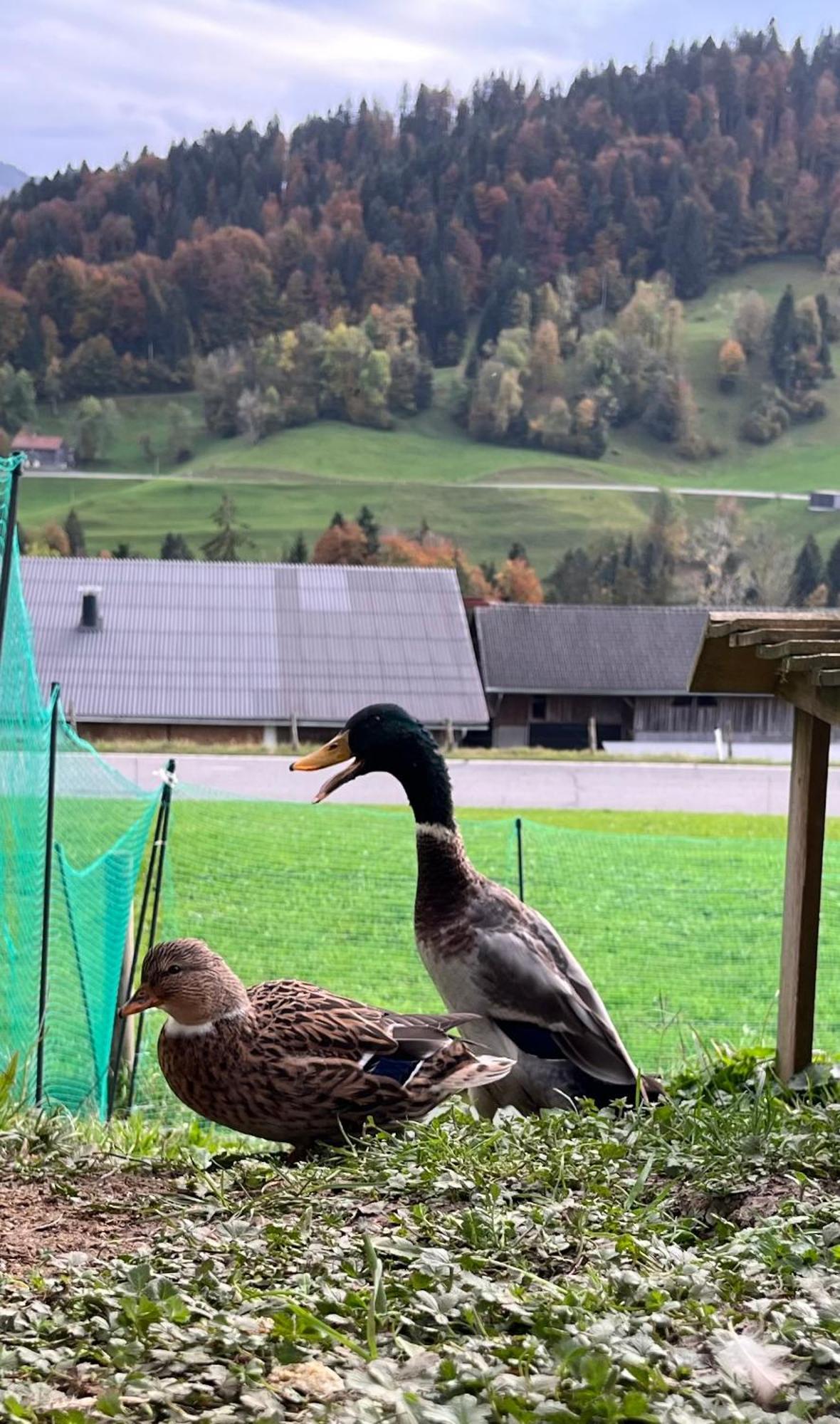 Ferienwohnung Schoenenbuehl Hittisau Bagian luar foto